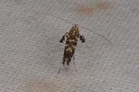 Gracillaria syringella