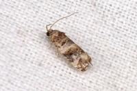 Lobesia botrana