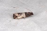 Notocelia incarnatana
