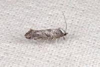 Paraswammerdamia albicapitella