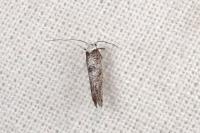 Paraswammerdamia albicapitella