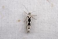 Ypsolopha sequella
