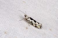 Ypsolopha sequella