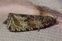 Celypha rivulana