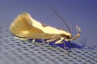 Harpella forficella