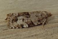 Dichelia histrionana
