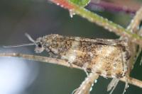 Olethreutes micana