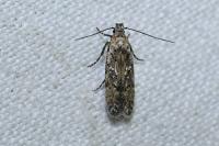 Carpatolechia decorella