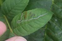 Caloptilia cuculipennella
