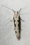 Ethmia bipunctella