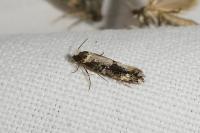 Neurothaumasia ankerella