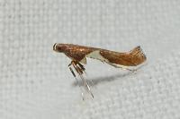 Caloptilia stigmatella