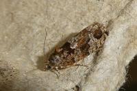 Eudemis profundana