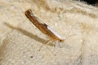 Argyresthia