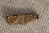 Cydia pomonella