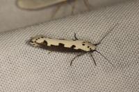 Ethmia bipunctella