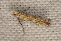 Acrocercops brongniardella