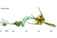 Coleophora texanella