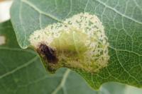 Phyllonorycter sagitella