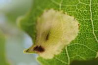 Phyllonorycter sagitella