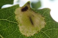 Phyllonorycter sagitella