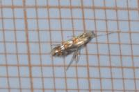 Phyllonorycter maestingella