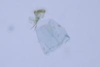 Phyllonorycter maestingella