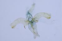 Phyllonorycter quercifoliella