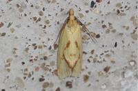 Agapeta hamana