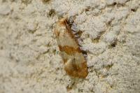 Phalonidia contractana