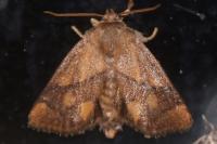 Apoda limacodes