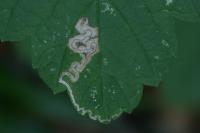 Stigmella speciosa