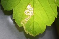 Stigmella speciosa