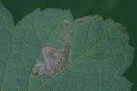 Stigmella speciosa