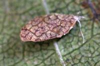 Coptodisca lucifluella