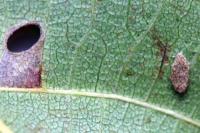 Coptodisca lucifluella