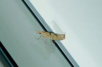 Ypsolopha alpella