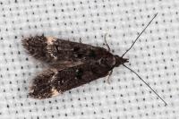 Dichomeris alacella