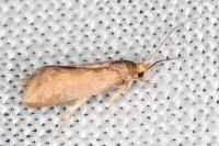 Crassa unitella