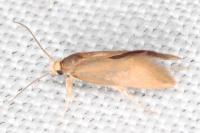 Crassa unitella
