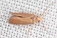 Crassa unitella