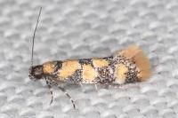 Decantha borkhausenii