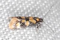 Decantha borkhausenii