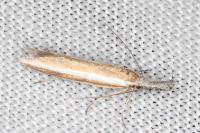 Pleurota aristella