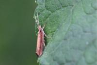 Ypsolopha ustella