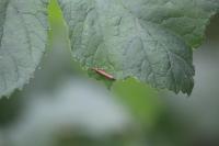 Ypsolopha ustella