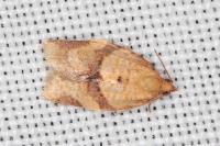 Clepsis consimilana