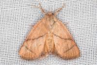 Apoda limacodes