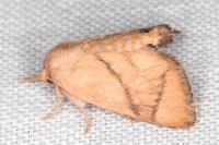 Apoda limacodes