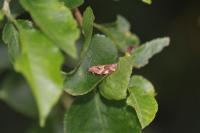 Archips xylosteana